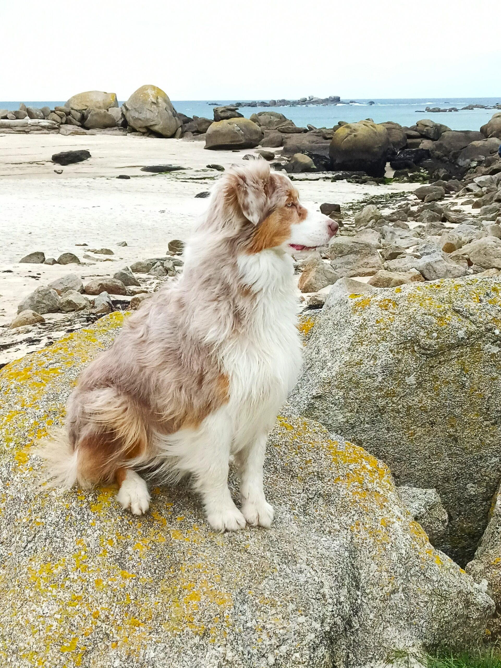 Educ'aussie berger australien de profil assis sur une pierre à la plage