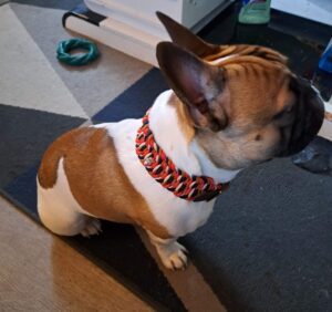 bouledogue français collier en paracorde royale perle tête de mort création Educ'aussie