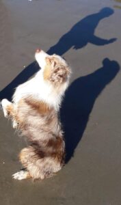 Educ'aussie-berger-australien-apprentissage- clicker-training