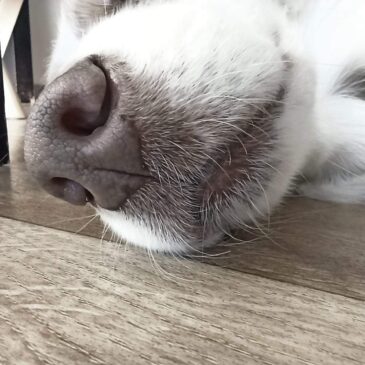 Berger australien truffe en gros plan