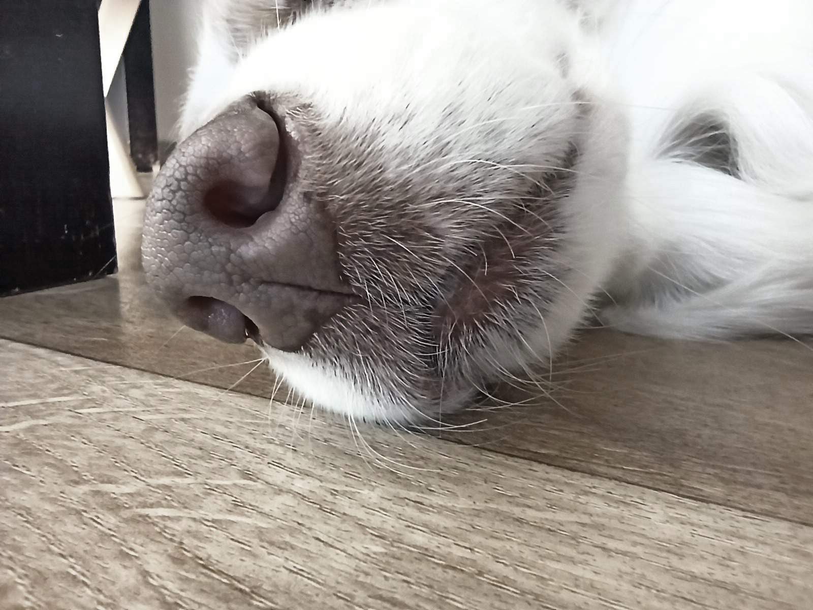 Berger australien truffe en gros plan